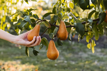 Female hand holds Fresh juicy tasty ripe pear on branch of pear tree in orchard for food or pear...