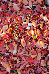 fallen leaves on the ground in the park in autumn for background or texture use. Natural fall concept, autumn pattern background.
