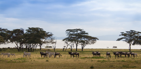 Fototapeta na wymiar Wildebeests and zebras in Amboseli. Kenya wildlife.