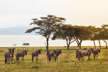 Wildebeest migration and zebras in Naivasha, Amboseli.