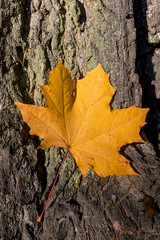 yellow maple leaf on tree trunk, fall concept