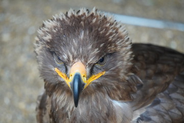 Steppe eagle