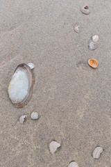  Muscheln im Sand am Meer