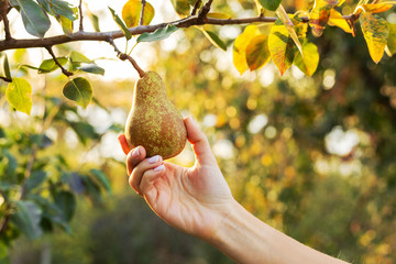 Female hand holds Fresh juicy tasty ripe pear on branch of pear tree in orchard for food or pear...