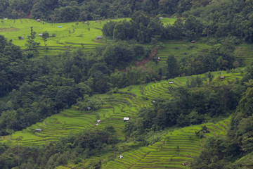 settlements around a large area of green rice fields in the mountains.