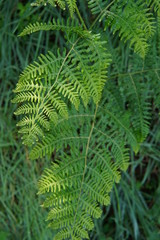 Hoja verde