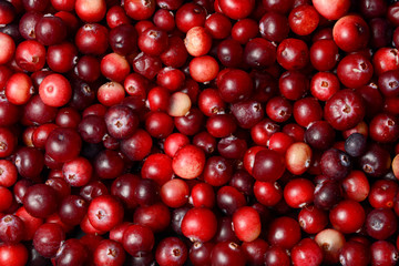 Background image of fresh cranberries. Bright saturated color. Realistic color of berries.