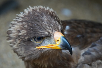 Steppe eagle