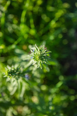 wild flowers