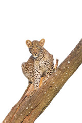 Leopard cub in a tree, Masai Mara National Reserve, Kenya