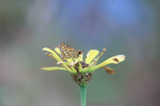 pretty butterfly Rhopalocera skiper suck flower essence