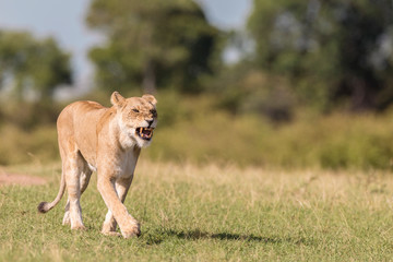 African Lion, Masai Mara National Reserve, Kenya