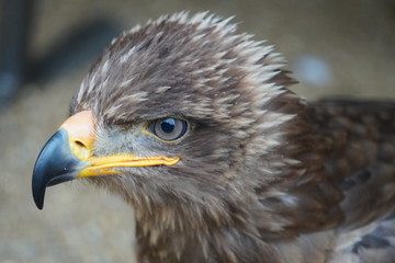 Steppe eagle