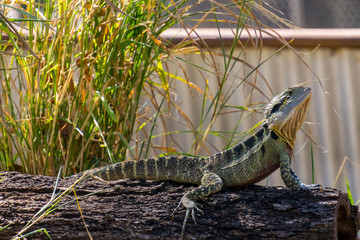 Australian Water Dragon (Intellagama lesueurii) is Australia's largest dragon lizard. They roam free at the Lone Pine Koala Sanctuary near Brisbane, Queensland.