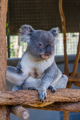 Koala (Phascolarctos cinereus) is native to eastern Australia.  Lone Pine is home to 130 koalas and is a great place to see and interact with them while visiting Brisbane, Queensland.