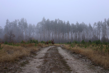 Sandy path through a felled pine forest, in a gloomy, foggy autumn day.