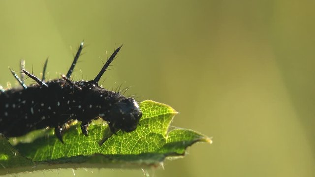 Black Caterpillar, butterfly Small tortoiseshell, with prominent spikes sits on nettle plant and eats green