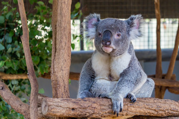 Koala (Phascolarctos cinereus) is native to eastern Australia.  Lone Pine is home to 130 koalas and is a great place to see and interact with them while visiting Brisbane, Queensland.