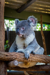 Obraz premium Koala (Phascolarctos cinereus) is native to eastern Australia. Lone Pine is home to 130 koalas and is a great place to see and interact with them while visiting Brisbane, Queensland.
