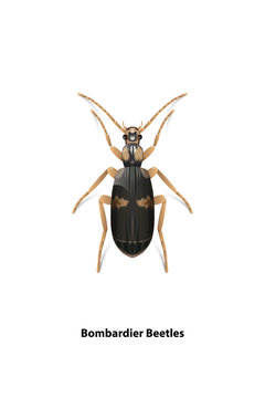 recommend clip art: Bombardier beetle vector on a white background