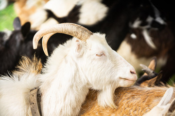 Obraz premium goats in natural environmnet