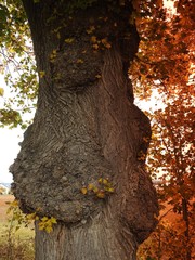  A fallen tree trunk in autumn