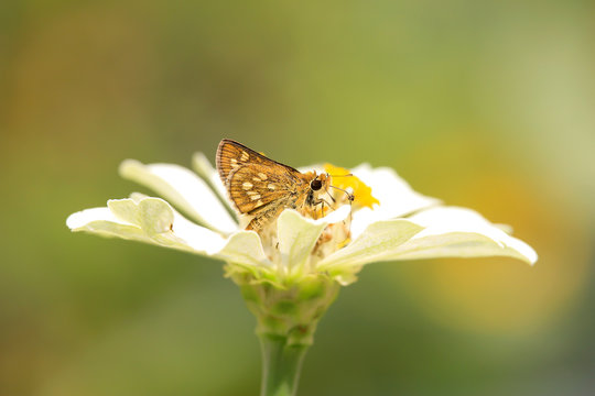 skyper butterfly over fresh flowers