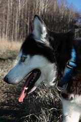 purebred Siberian husky outfit holiday Christmas