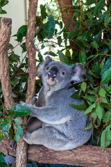 Koala (Phascolarctos cinereus) is native to eastern Australia.  Lone Pine is home to 130 koalas and is a great place to see and interact with them while visiting Brisbane, Queensland.