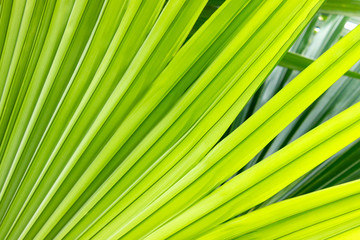 Bright background and lines of a green leaf of a palm tree. Texture of palm leaf close-up. Bright background ideal for any design ideas