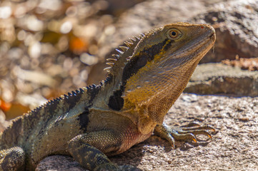 Australian Water Dragon (Intellagama lesueurii) is Australia's largest dragon lizard. They roam free at the Lone Pine Koala Sanctuary near Brisbane, Queensland.