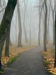 Cozy alley in a city foggy park in the fall. Gomel, Belarus