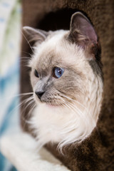Ragdoll cat