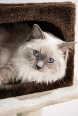 Ragdoll cat