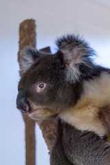 Koala (Phascolarctos cinereus) is native to eastern Australia.  Lone Pine is home to 130 koalas and is a great place to see and interact with them while visiting Brisbane, Queensland.