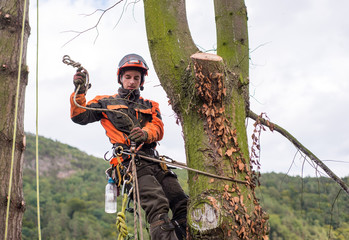 Arborist man with harness cutting a tree, climbing.