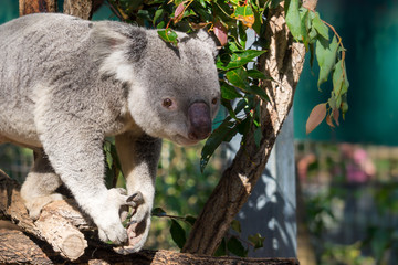 Obraz premium Koala (Phascolarctos cinereus) is native to eastern Australia. Lone Pine is home to 130 koalas and is a great place to see and interact with them while visiting Brisbane, Queensland.
