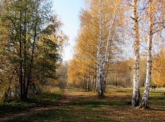 Autumn Park. Birch Grove. Autumn.
