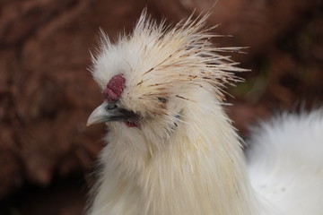 Silkie