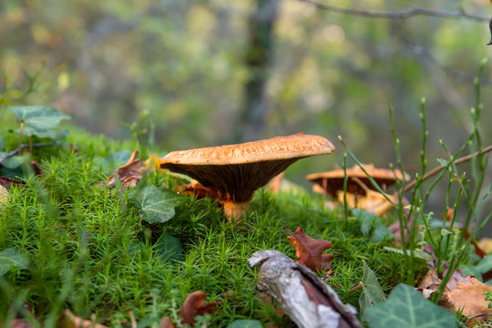 Lactarius deliciosus wild mushrooms on the green forest moss