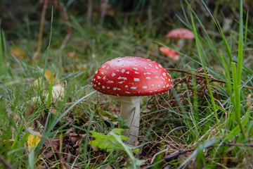 Amanita muscaria or fly agaric wild mushroom