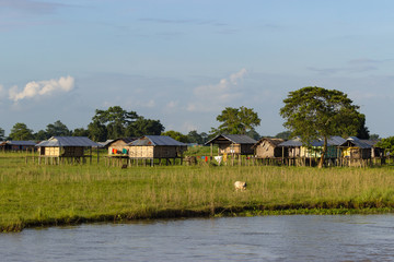Fototapeta na wymiar rural landscape, grass field, cow and settlement near the river in Asia.
