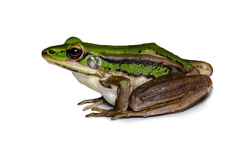 Beautiful and strong Pool frog male (Pelophylax lessonae) isolated on white background