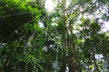 Fototapeta premium Forests with tall trees and light down