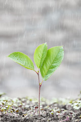 A big sprout among the little ones. The concept of growth.