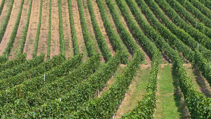 Weinbau an der Mosel - Trier, Rheinland-Pfalz, Deutschland, Europa