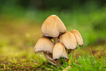 Glistening inky cap mushrooms in the grass