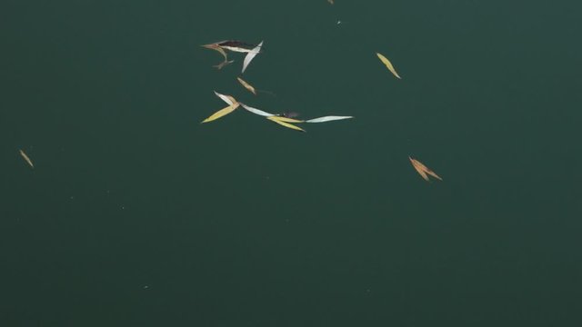 Yellow autumn willow leaves float in a lake on an emerald-colored water surface, background