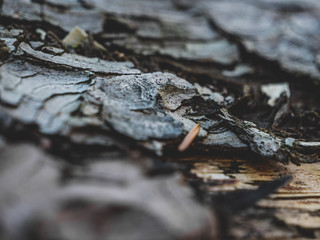 Die Rinde eines Baumstamms im Wald