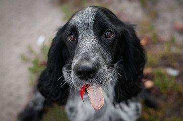 russian spaniel breed in autumn fall park or forest is holding red leaf in mouth in teeth.